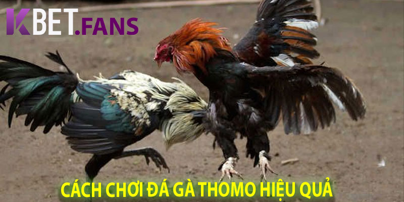 Cách Chơi Đá Gà Thomo Hiệu Quả