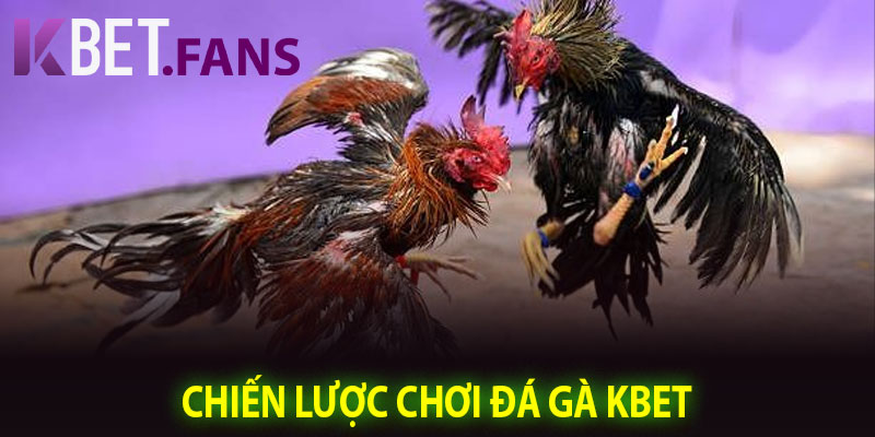 Chiến Lược Chơi Đá Gà KBet