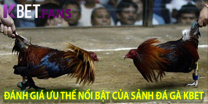 Đánh Giá Ưu Thế Nổi Bật Của Sảnh Đá Gà KBet