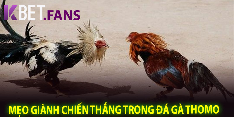 Mẹo Giành Chiến Thắng Trong Đá Gà Thomo