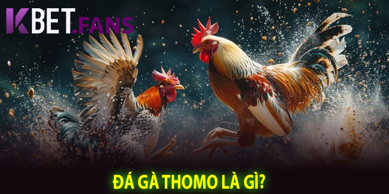Đá gà Thomo là gì?